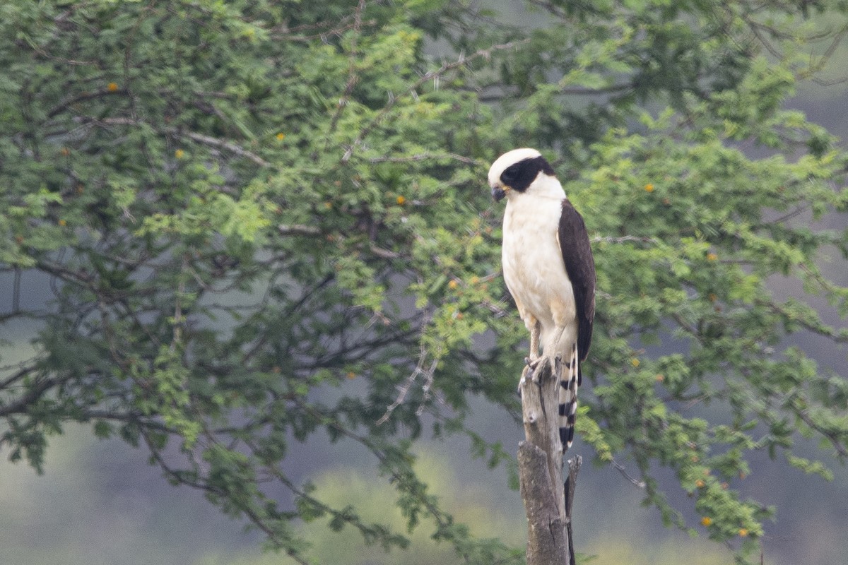 Laughing Falcon - Francisco Dubón