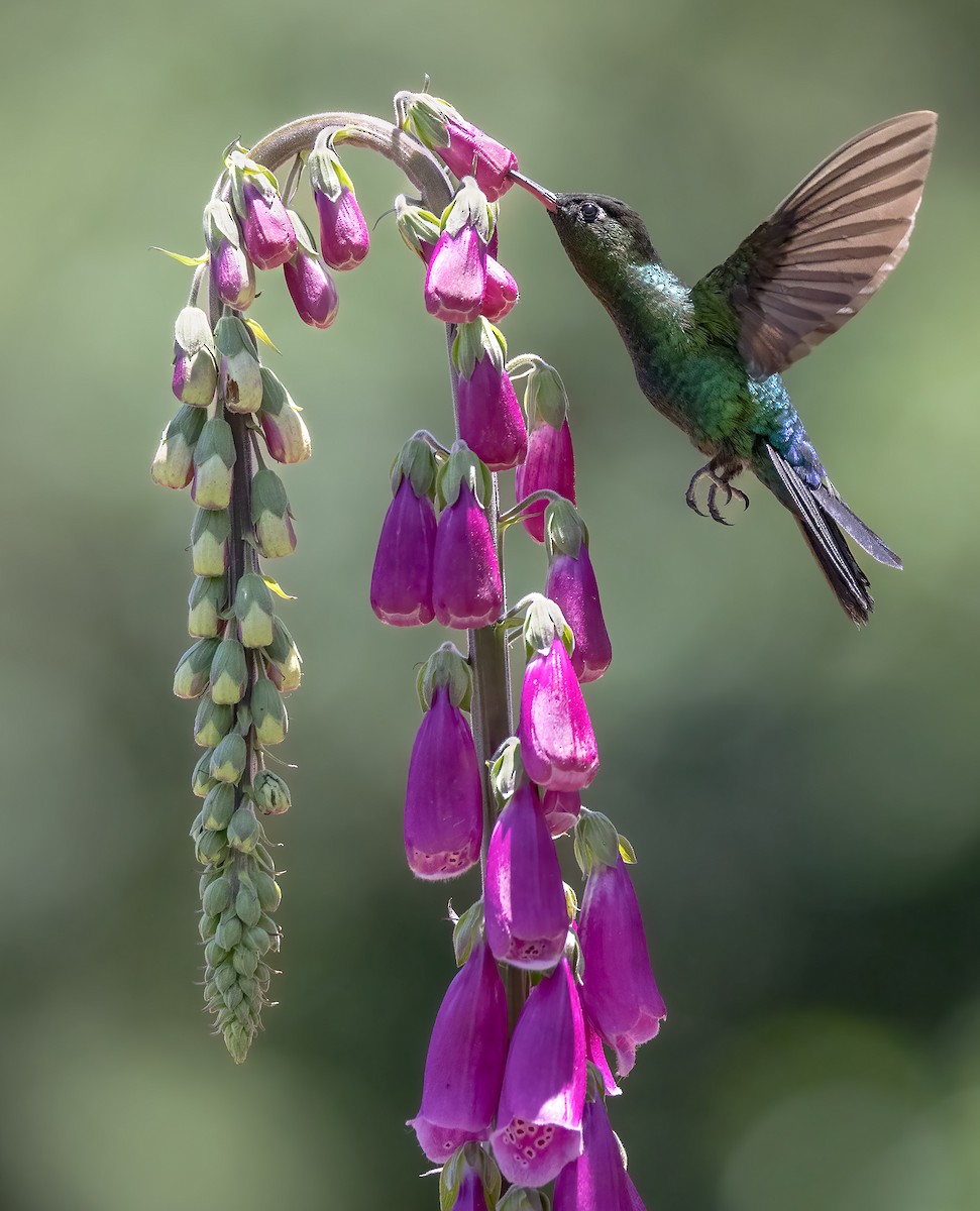 Fiery-throated Hummingbird - Hubert Janiszewski