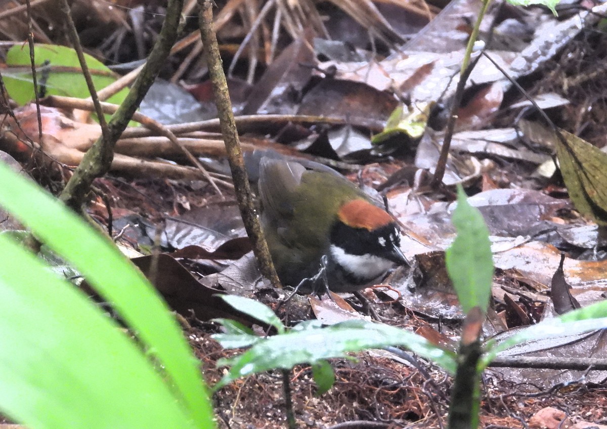 Chestnut-capped Brushfinch - ML619588693