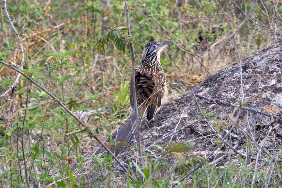 Lesser Roadrunner - Francisco Dubón