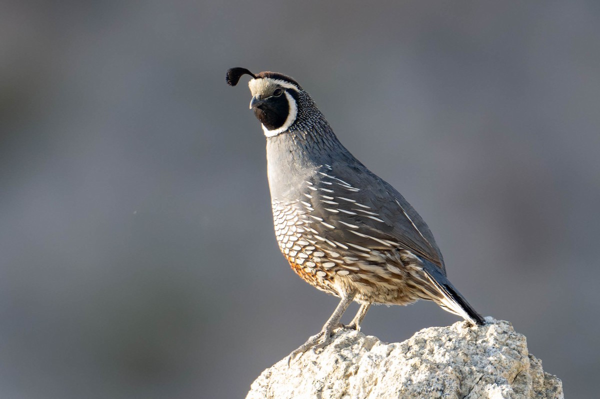 California Quail - Nancy Christensen