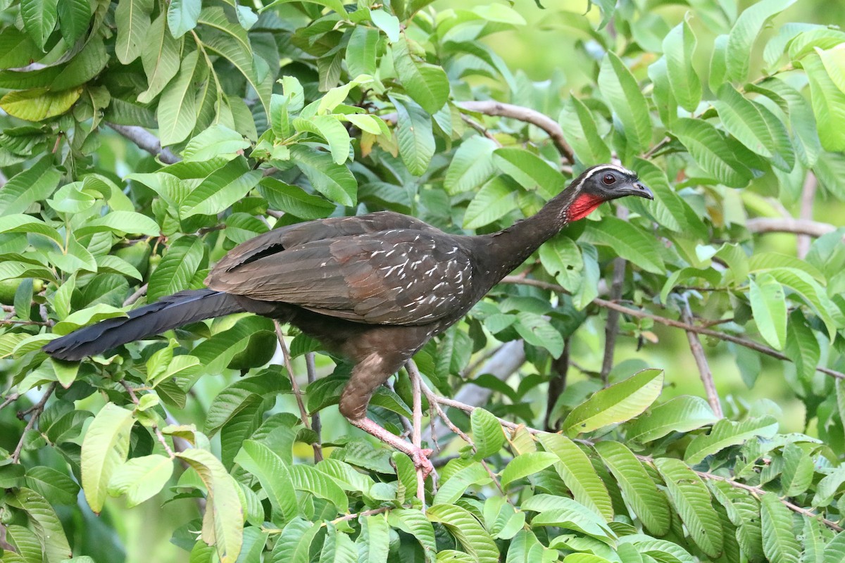 White-browed Guan - ML619588708