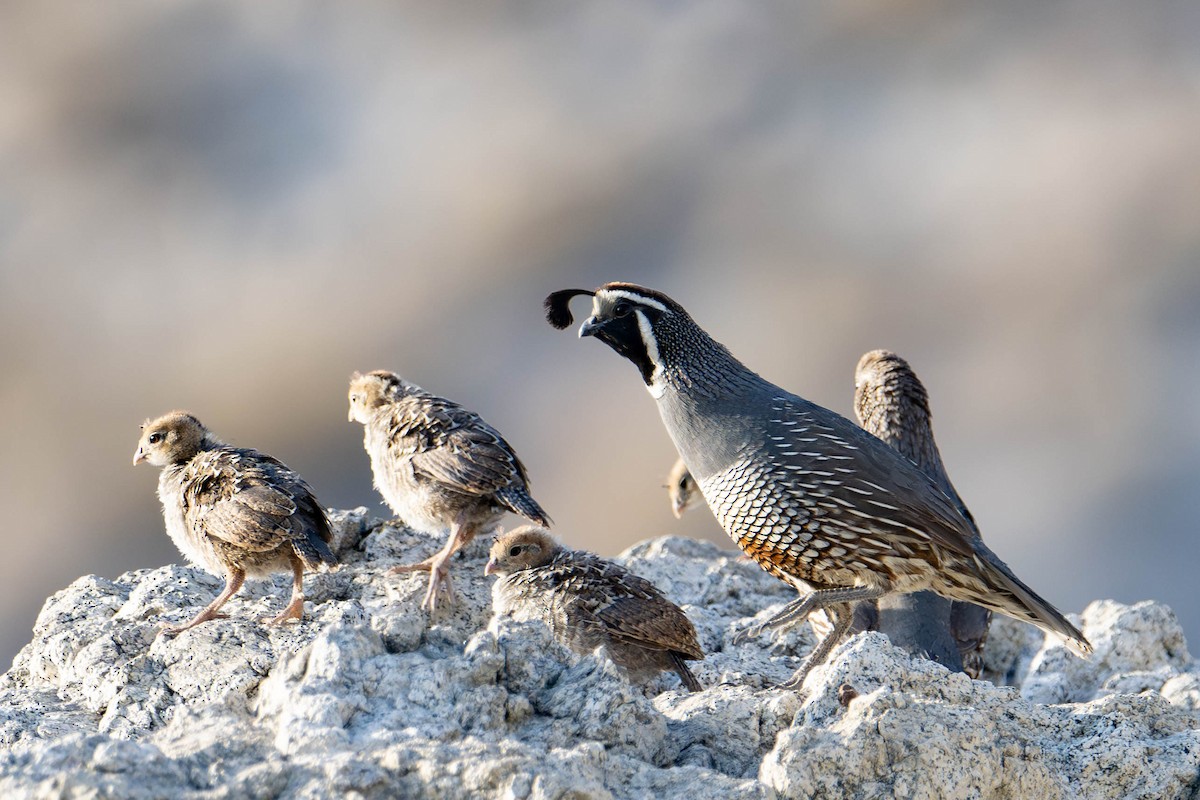 California Quail - Nancy Christensen