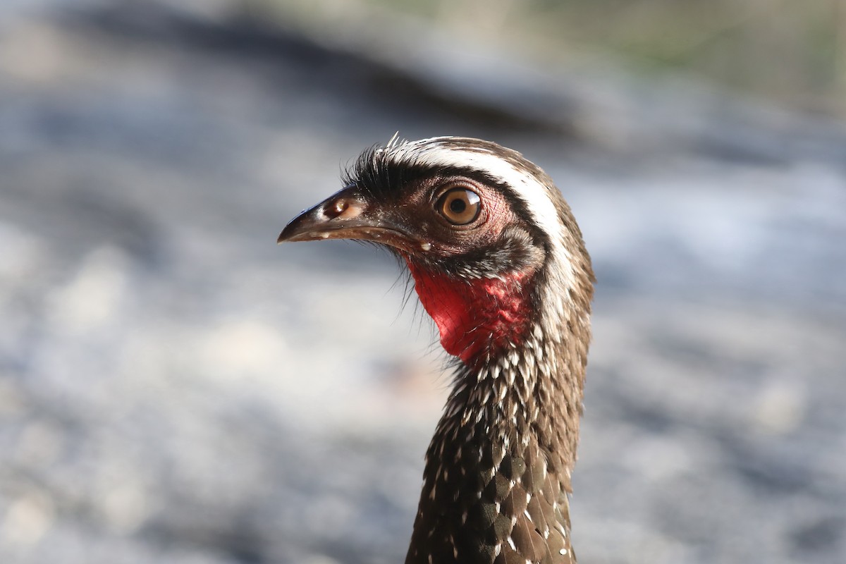 White-browed Guan - ML619588712