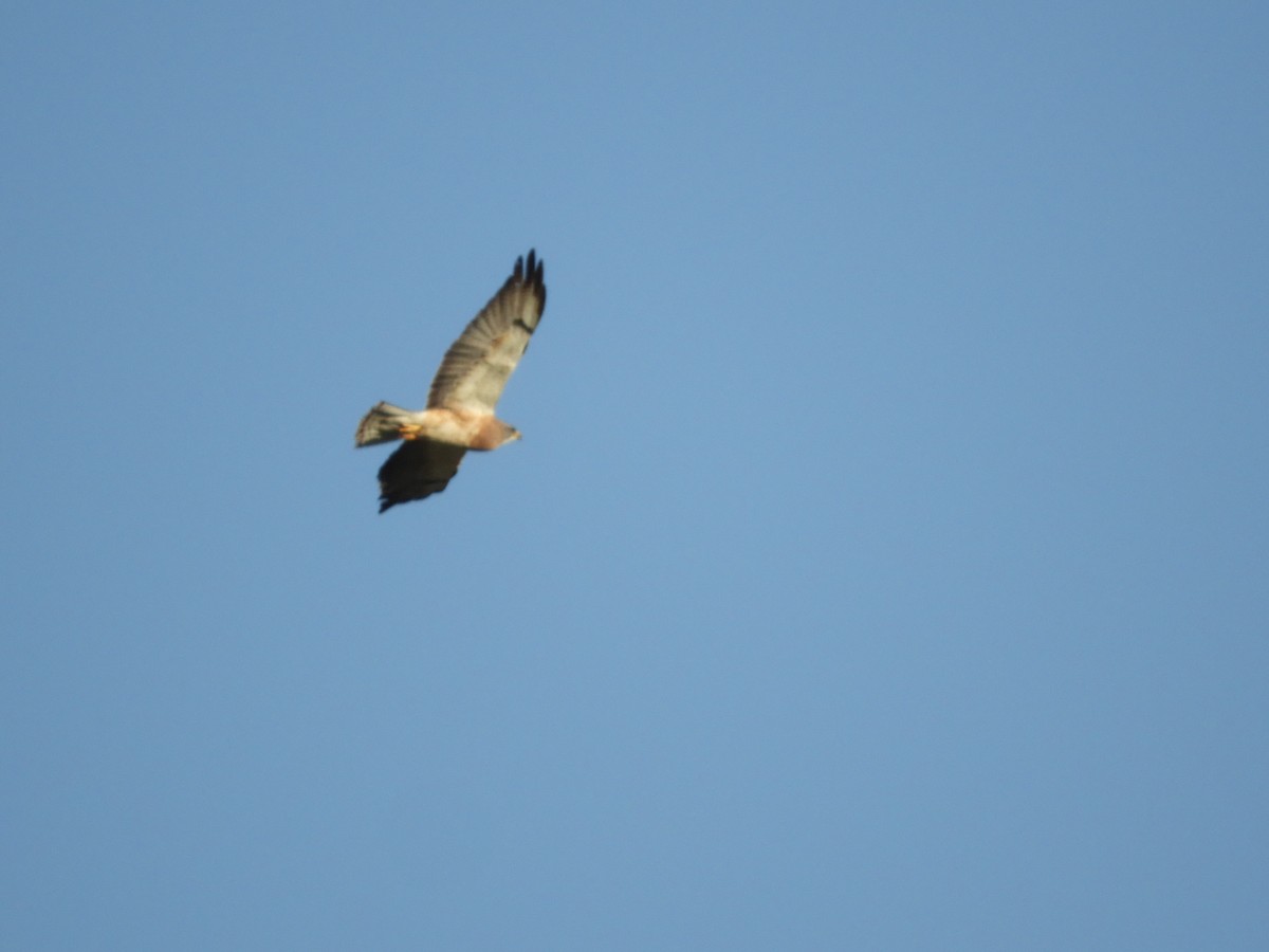 Swainson's Hawk - Thomas Bürgi