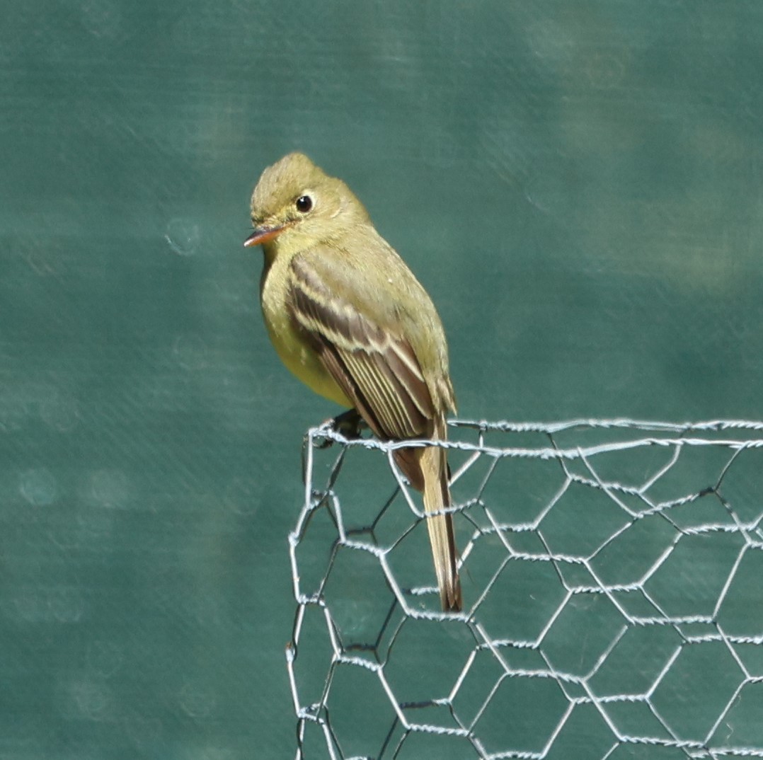 Western Flycatcher - Cindy Roach