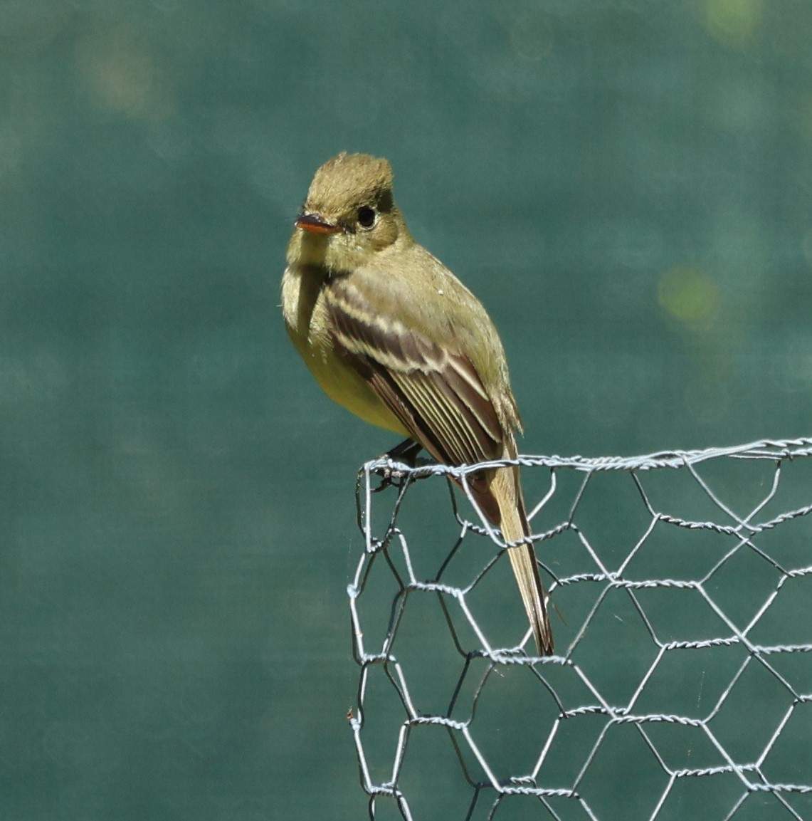 Western Flycatcher - Cindy Roach