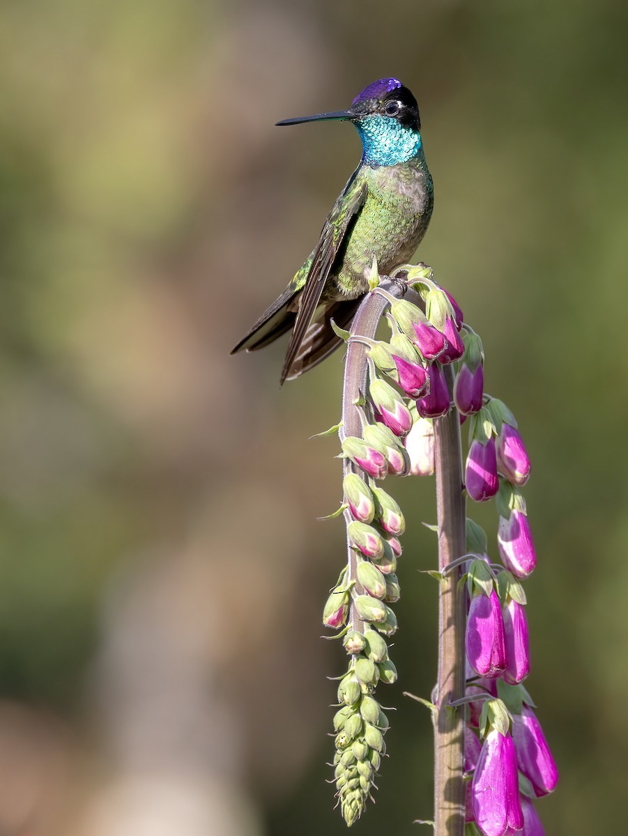 Talamanca Hummingbird - Hubert Janiszewski