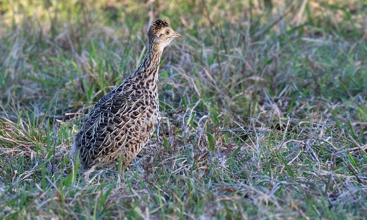 Tinamou tacheté - ML619588724