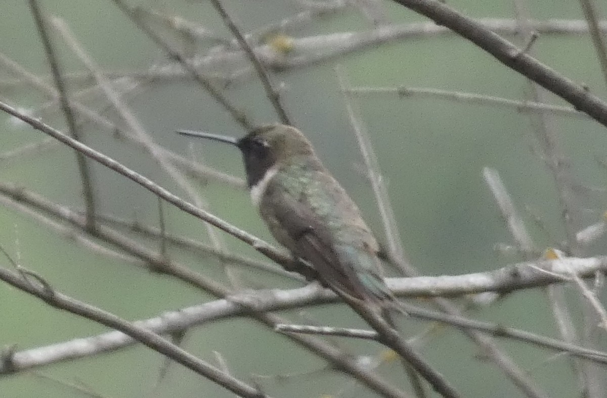 Black-chinned Hummingbird - Kirra Loves Cats