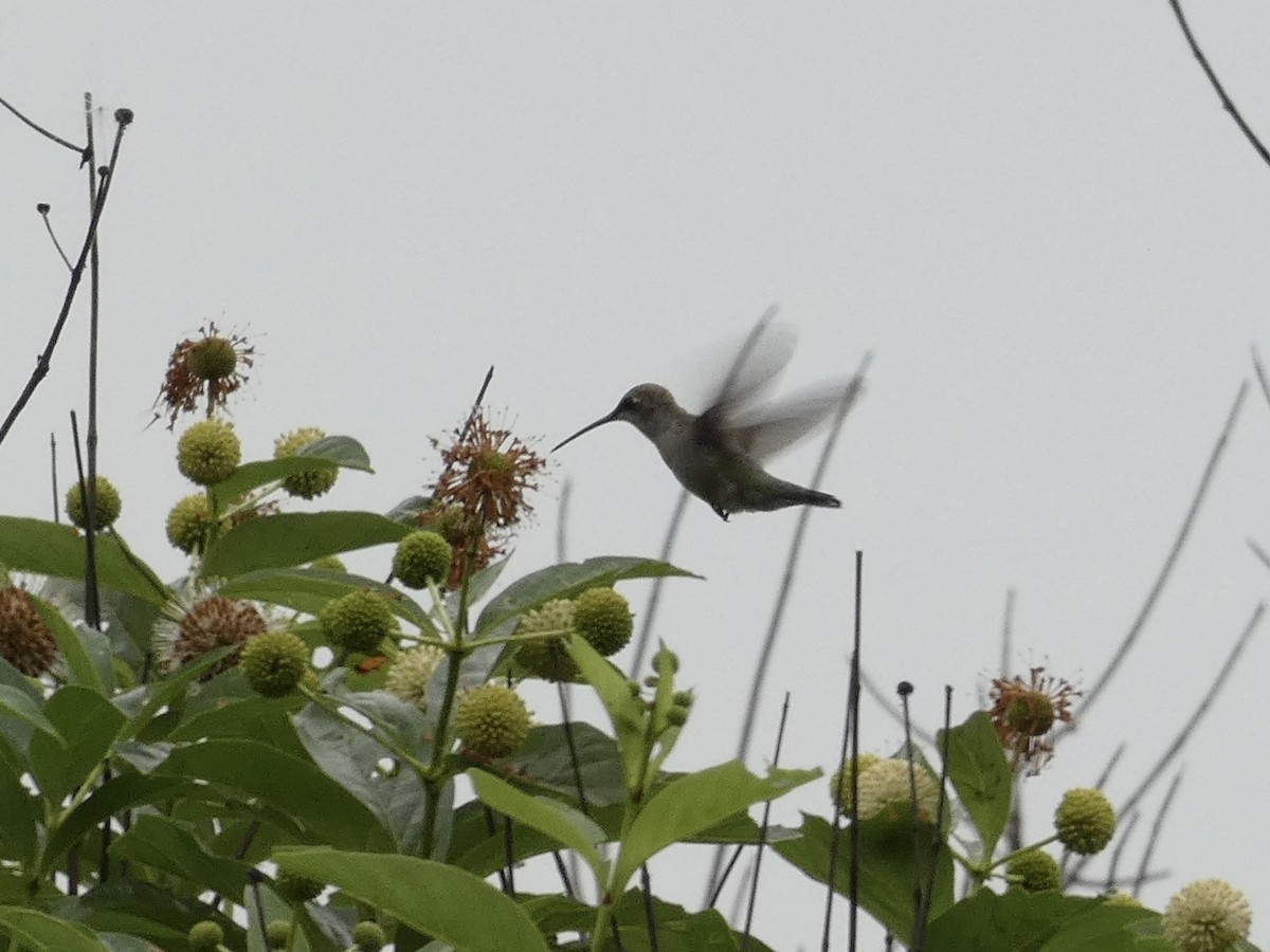 Black-chinned Hummingbird - Kirra Loves Cats