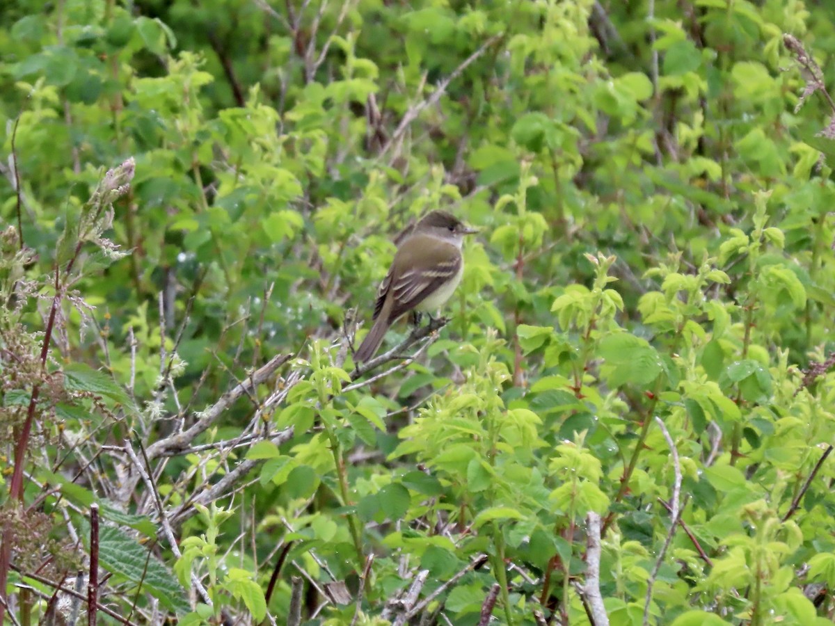 Willow Flycatcher - George Gerdts