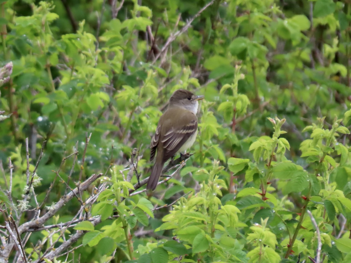 Willow Flycatcher - George Gerdts