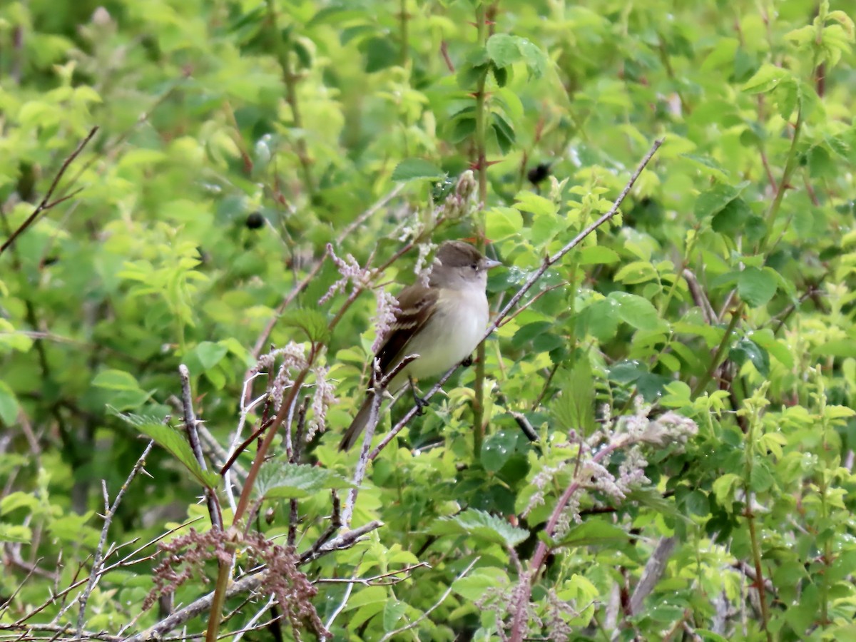 Willow Flycatcher - George Gerdts