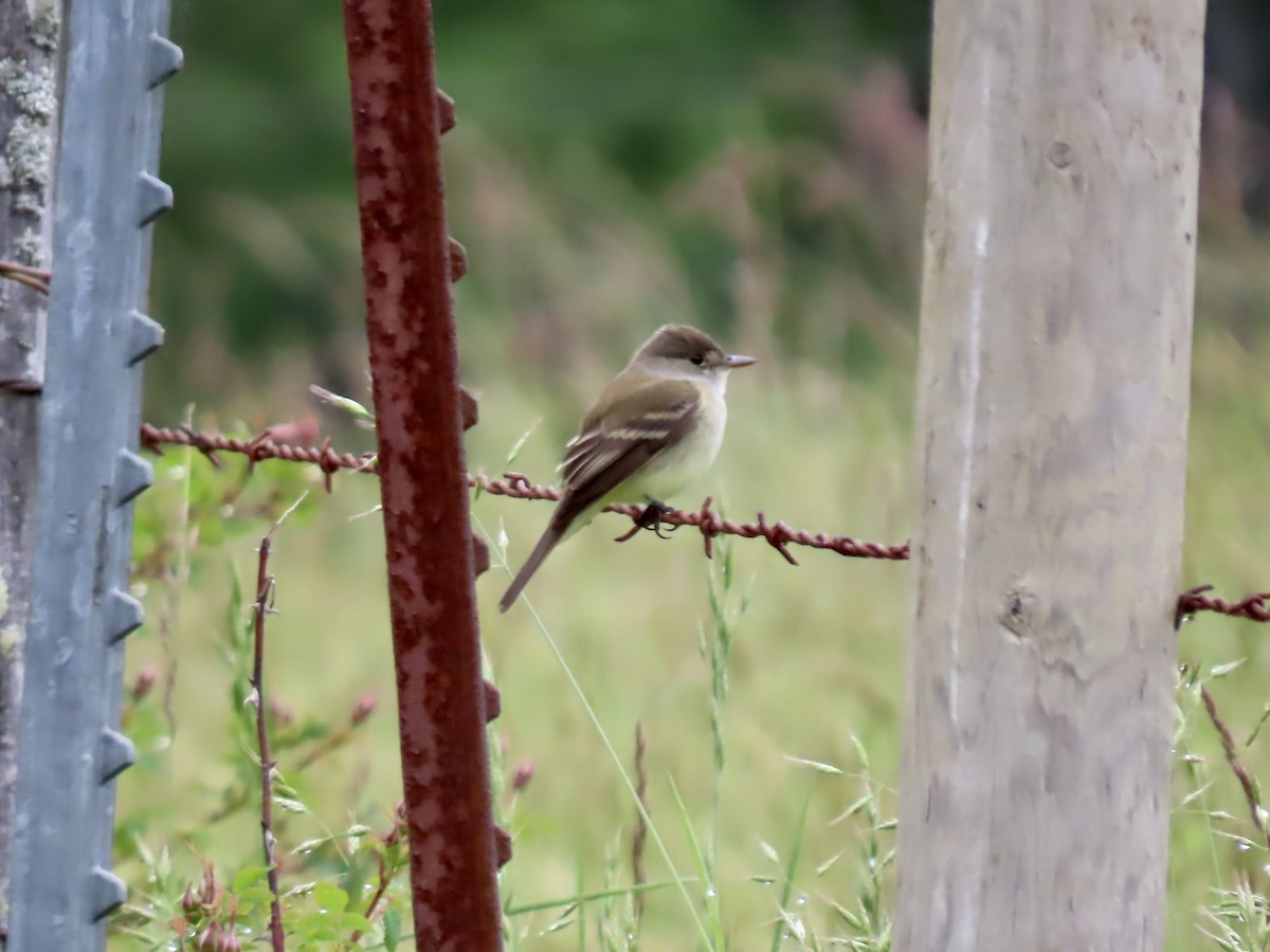 Willow Flycatcher - George Gerdts