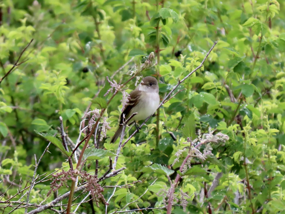 Willow Flycatcher - George Gerdts