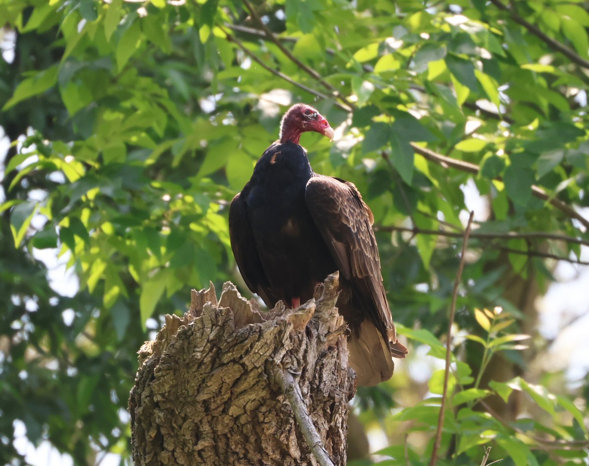 Turkey Vulture - ML619588743