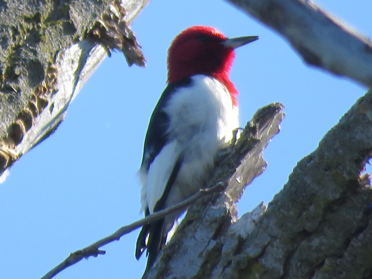 Red-headed Woodpecker - Randall Owen