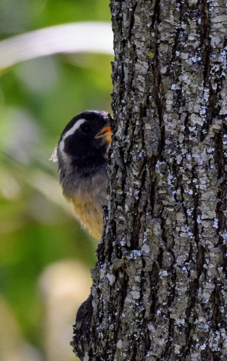 Golden-billed Saltator - sergio bruno