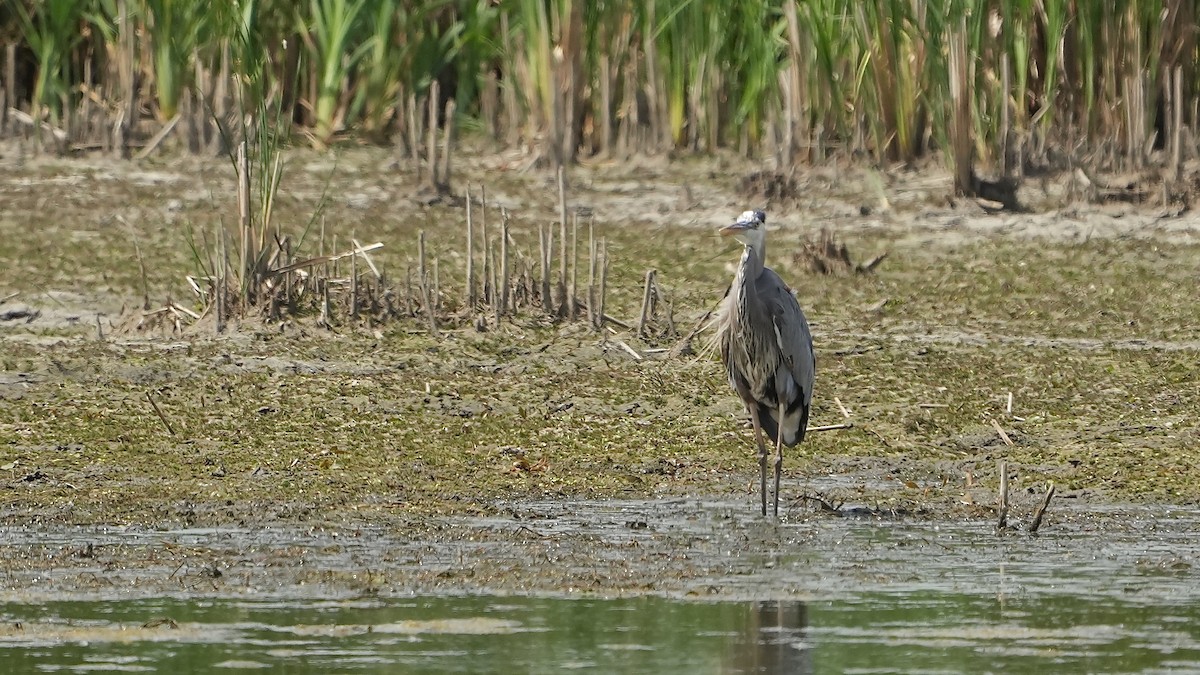 Great Blue Heron - Sunil Thirkannad