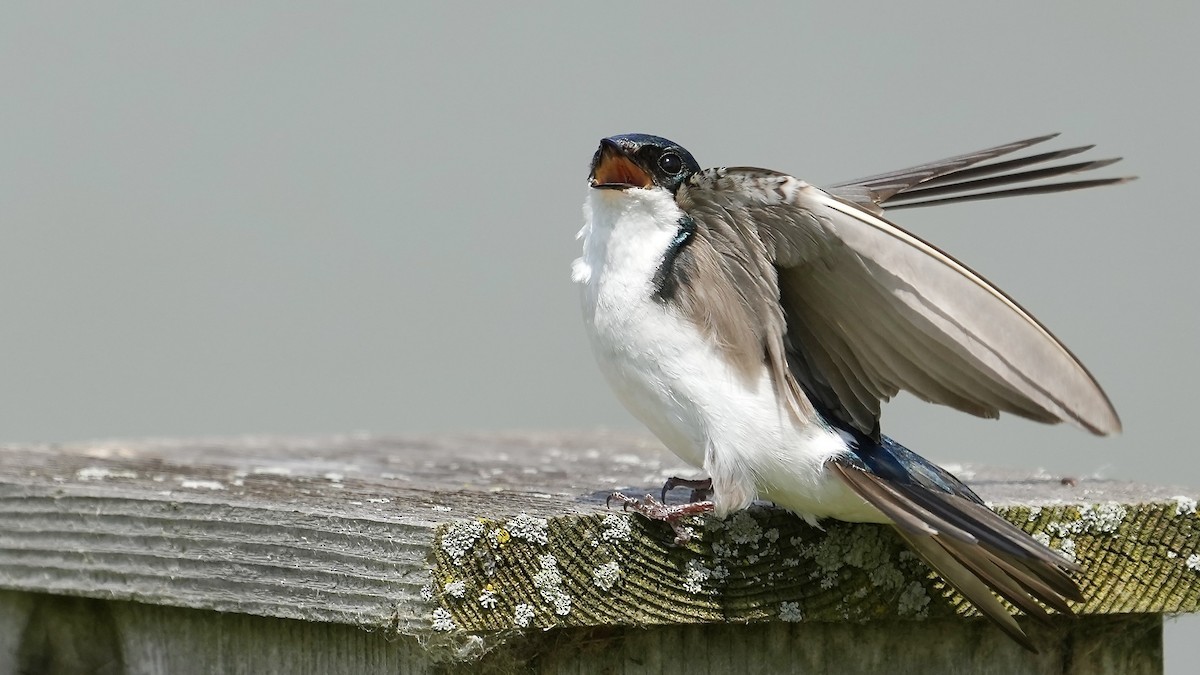 Tree Swallow - Sunil Thirkannad