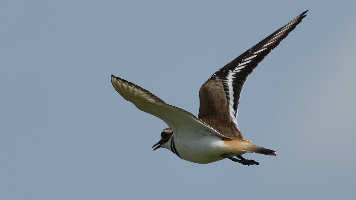 Killdeer - Sunil Thirkannad