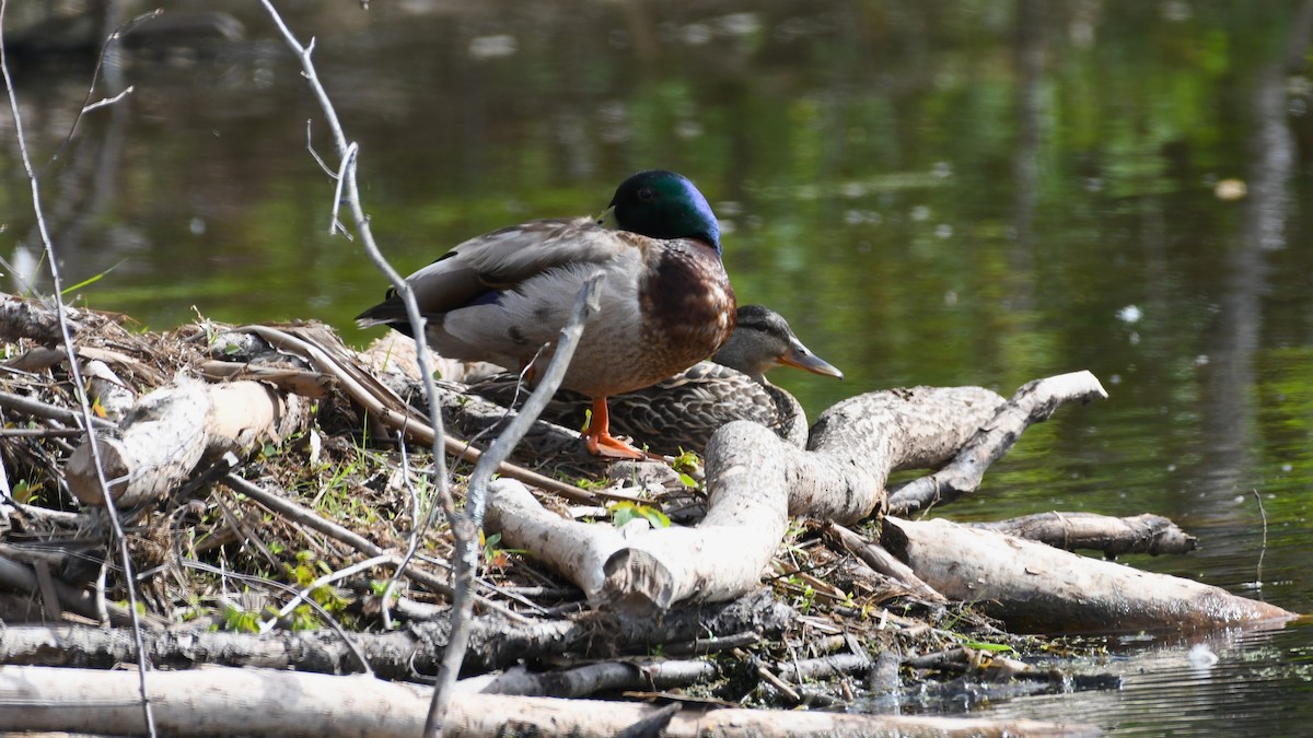 Stockente - ML619588768