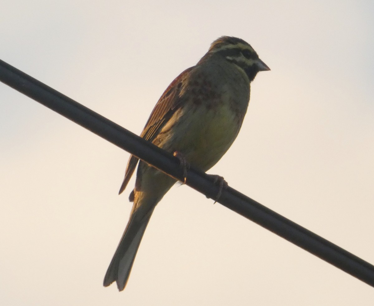 Cirl Bunting - Михаило Тепавчевић