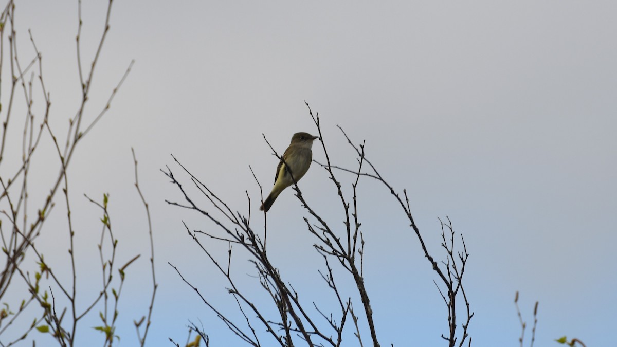 Alder Flycatcher - Marc Poirier