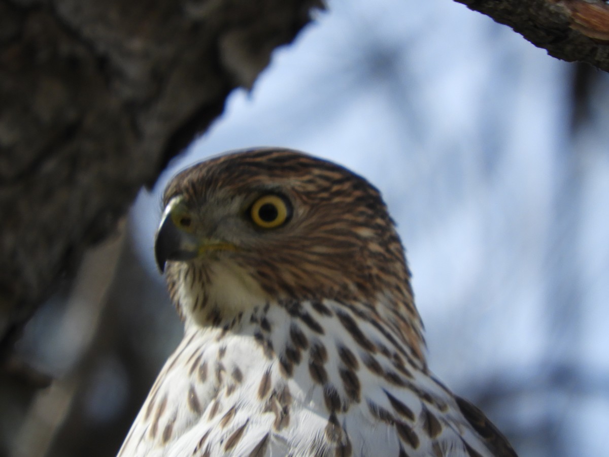 Cooper's Hawk - Thomas Bürgi