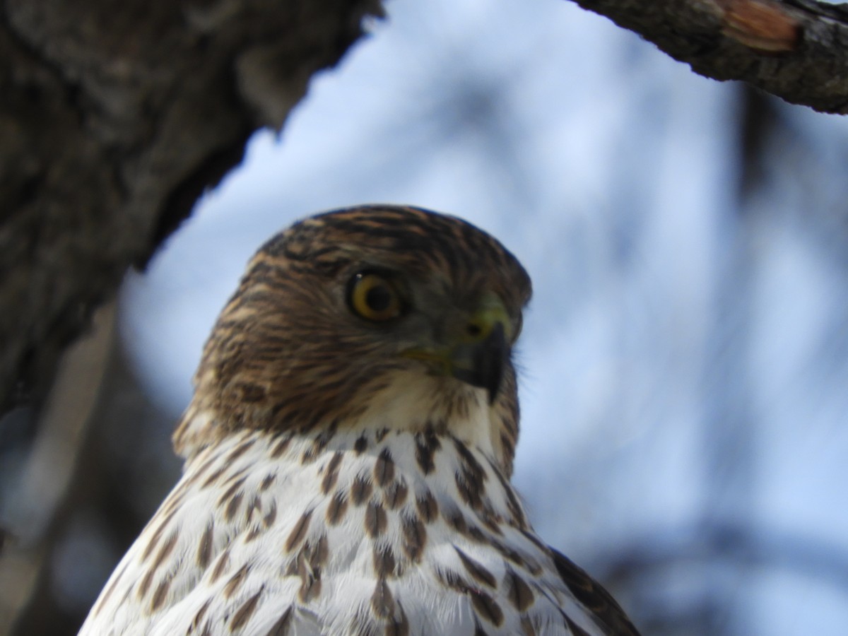 Cooper's Hawk - Thomas Bürgi