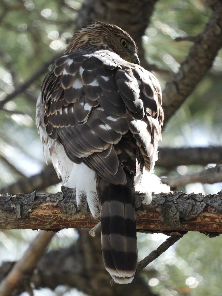 Cooper's Hawk - Thomas Bürgi