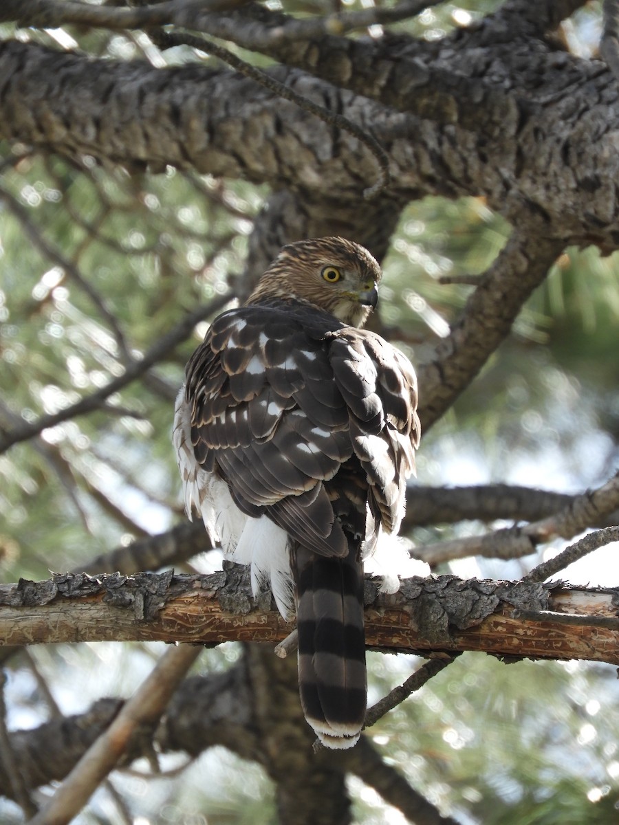 Cooper's Hawk - Thomas Bürgi