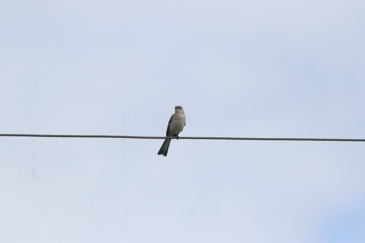 Northern Mockingbird - Keith Matthieu