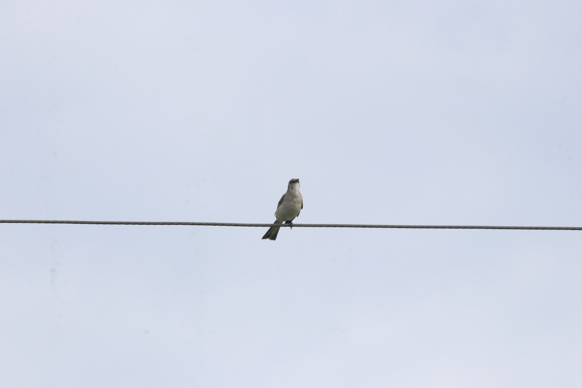 Northern Mockingbird - Keith Matthieu