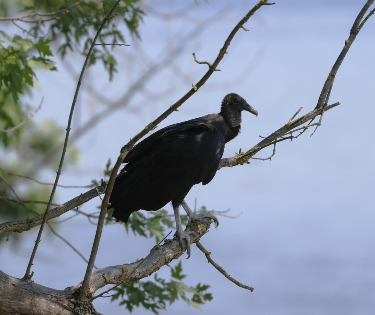 Black Vulture - ML619588813