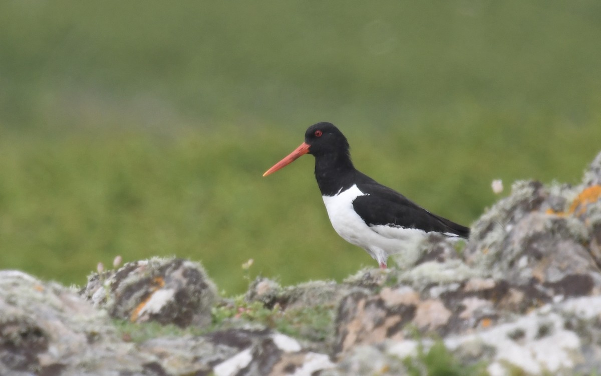 Eurasian Oystercatcher - eric masterson