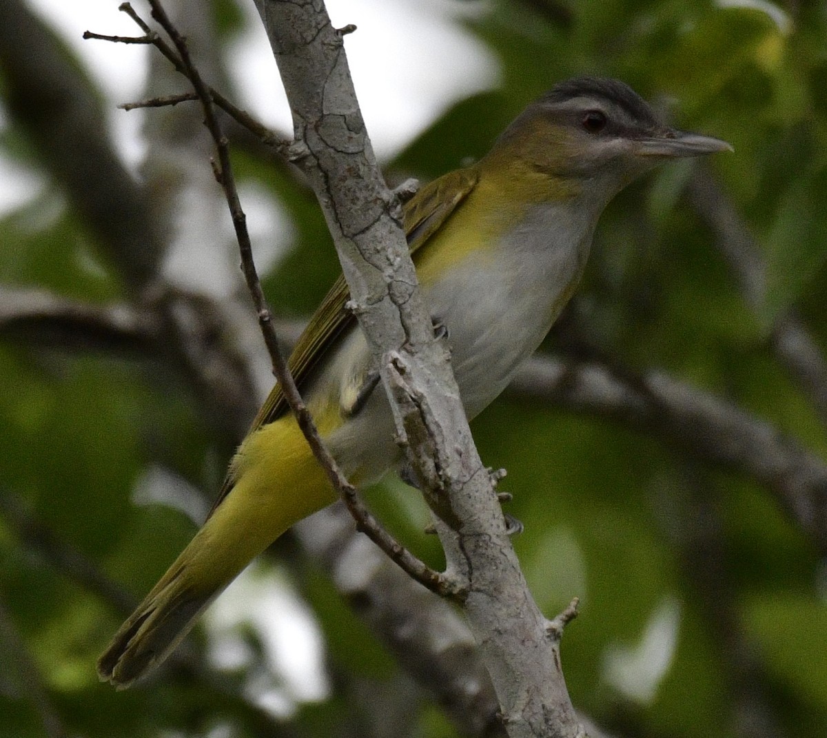 Yellow-green Vireo - Harrison Calvin