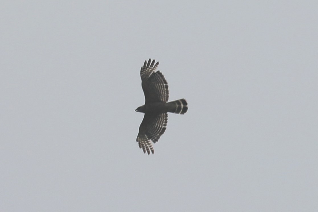 Red-shouldered Hawk - ML619588819