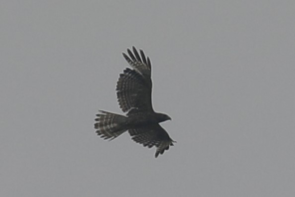 Red-shouldered Hawk - Brooke Ross