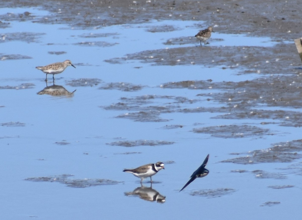 Semipalmated Plover - Luis Munoz