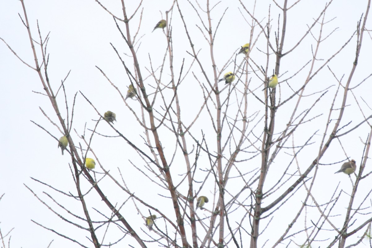 American Goldfinch - Keith Matthieu