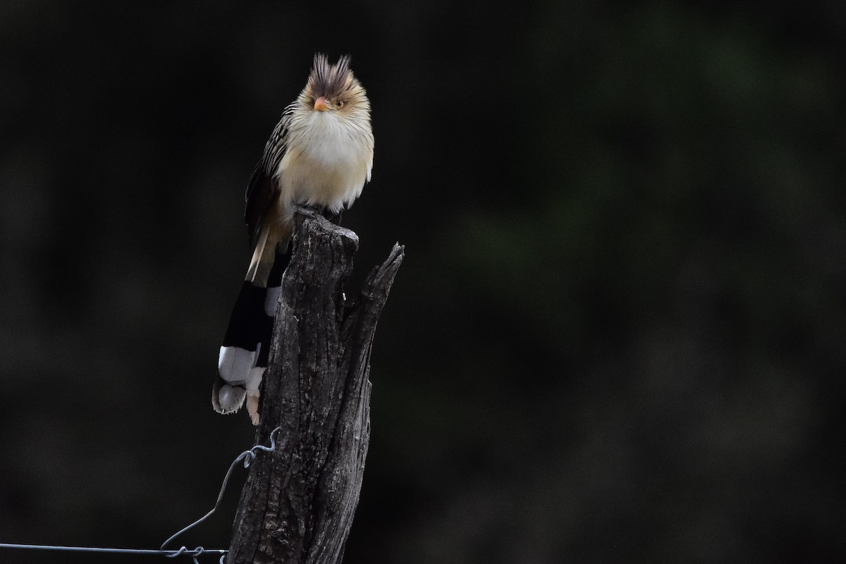 Guira Cuckoo - Juan Bardier