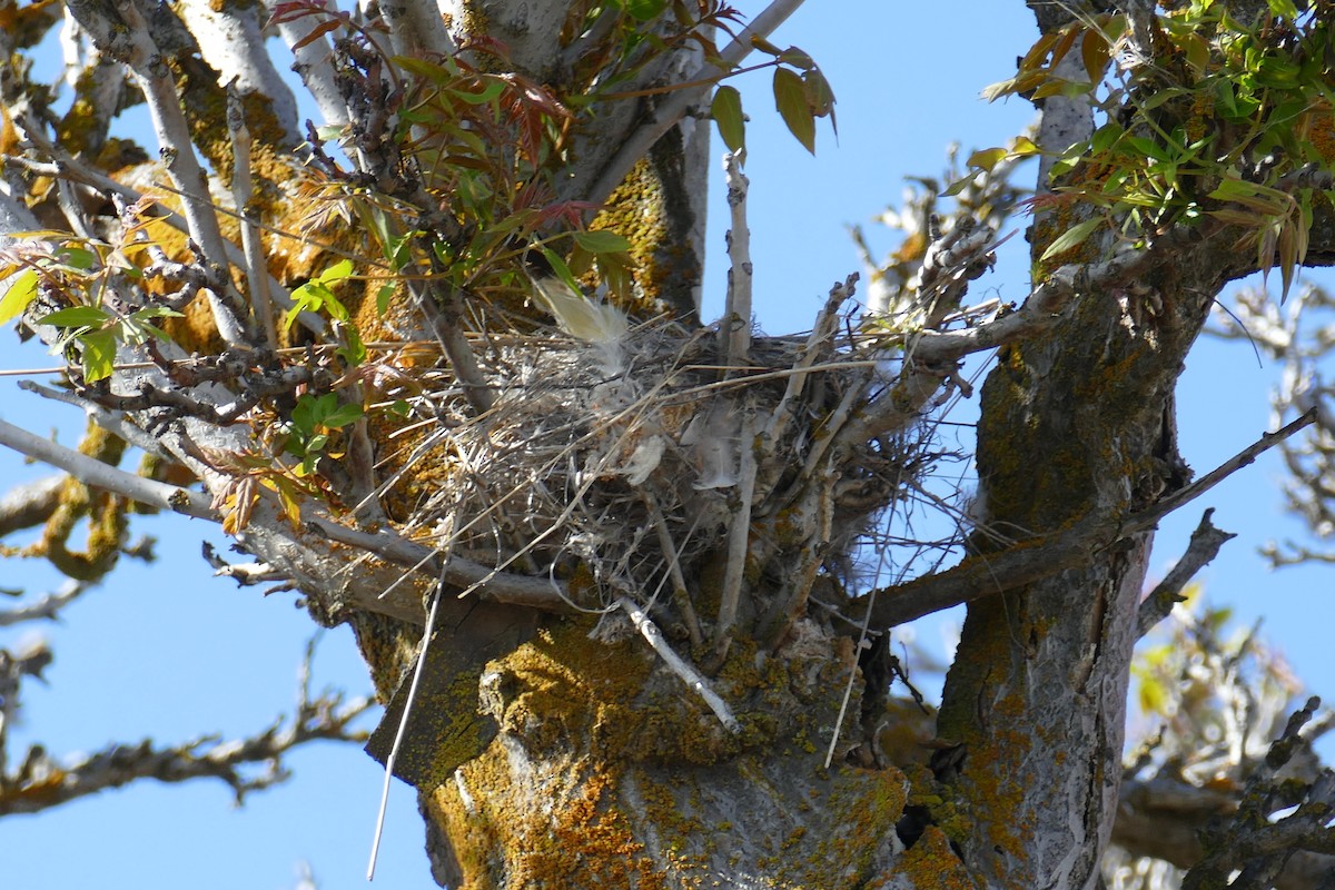 Western Kingbird - Lori Nelson