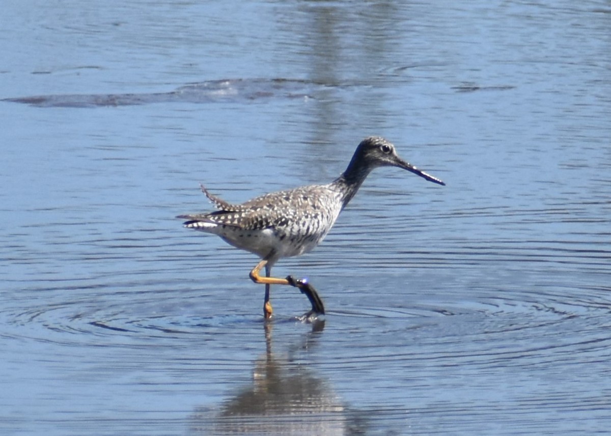 Greater Yellowlegs - ML619588841