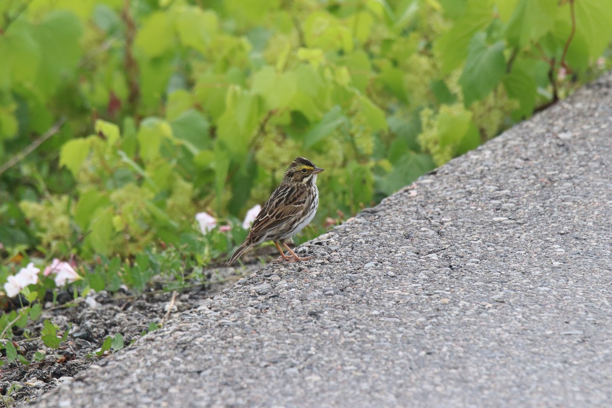 Savannah Sparrow - Keith Matthieu