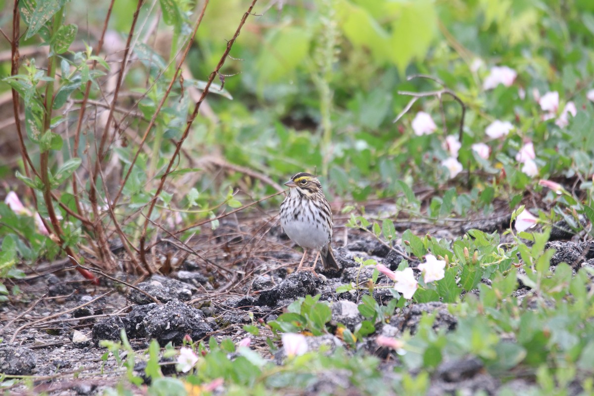 Savannah Sparrow - Keith Matthieu