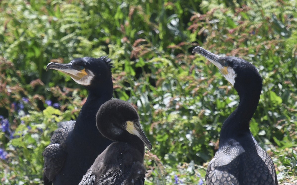 Great Cormorant - eric masterson