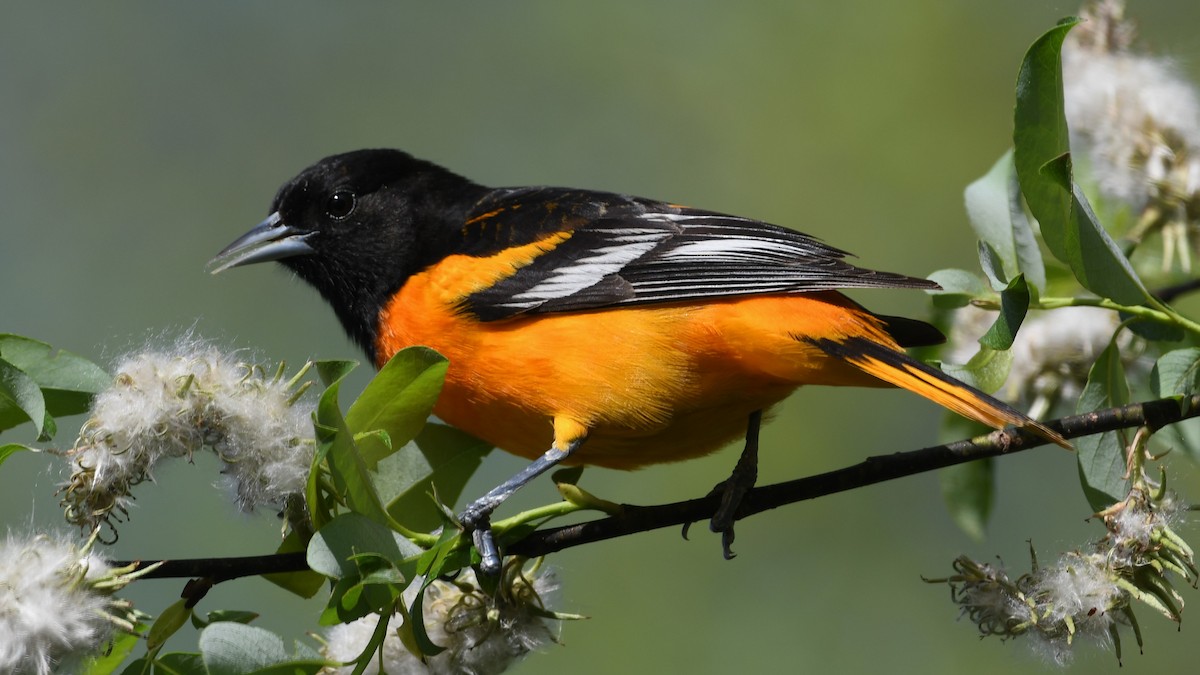 Baltimore Oriole - Marc Poirier