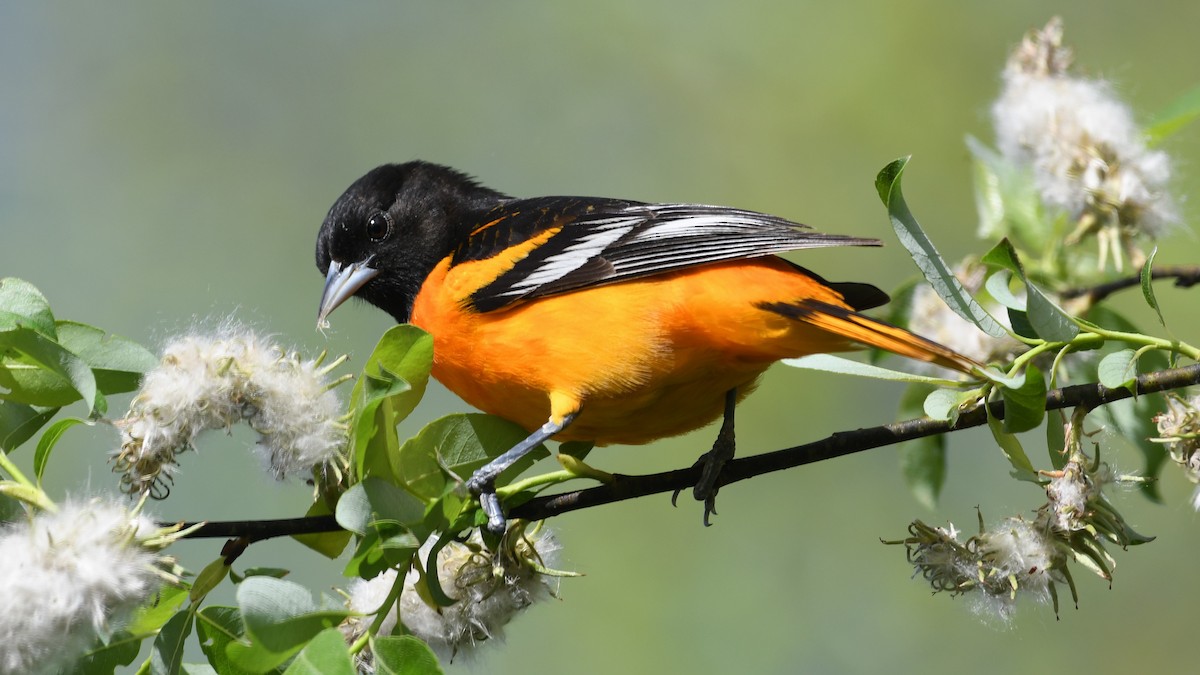 Baltimore Oriole - Marc Poirier